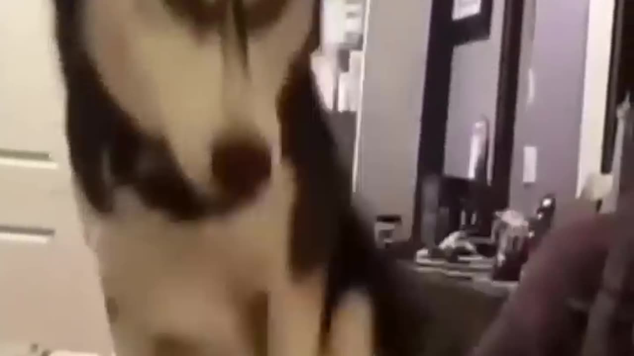 Funny animals video