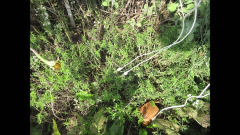 Distinctly Orangey Orange Thyme Sept 2022