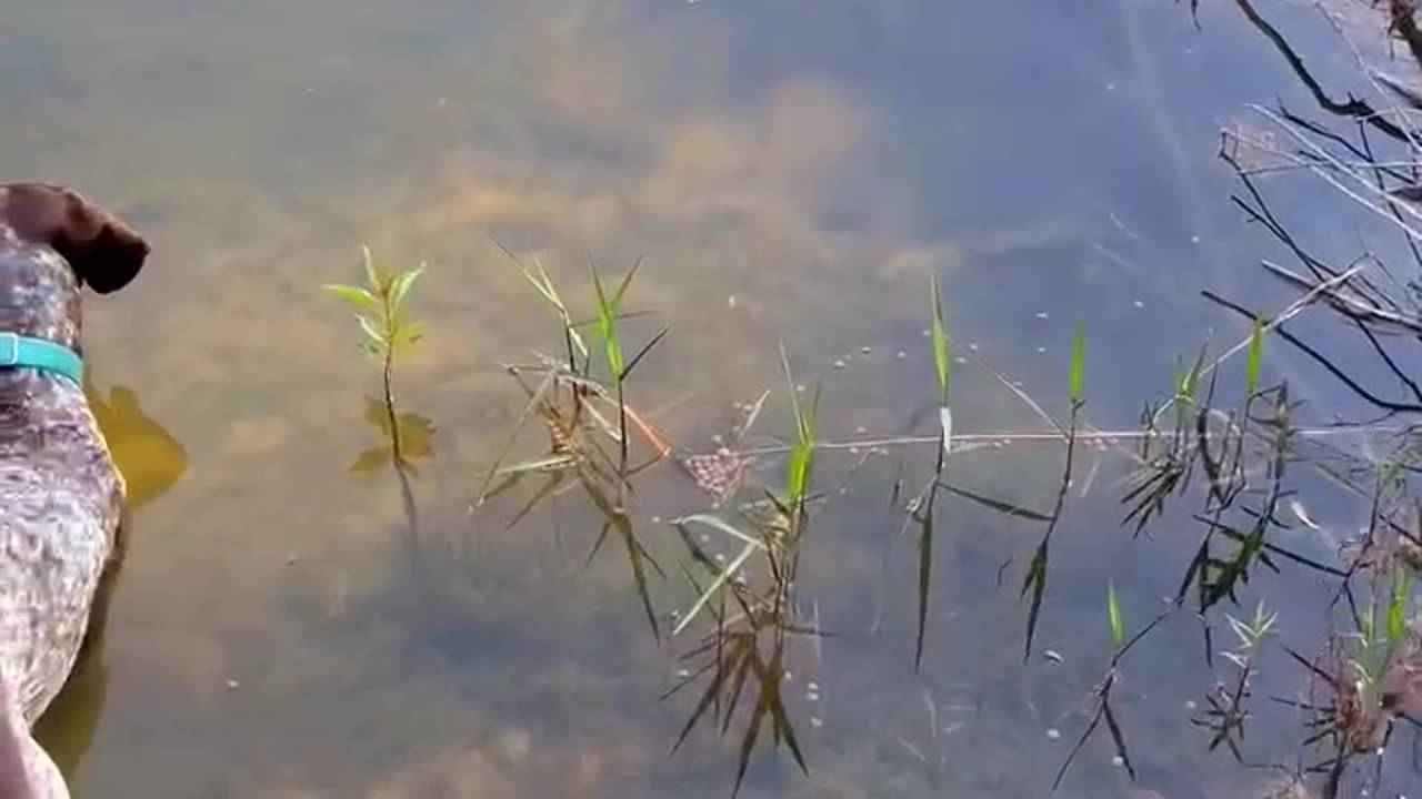 dogs fishing again