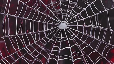 Spectacular Spider Web