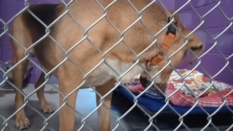 Nugget 5y Pet Id 946758 kennel 15 HSSAZ shelter big love bug, his bark makes some nervous20251128153