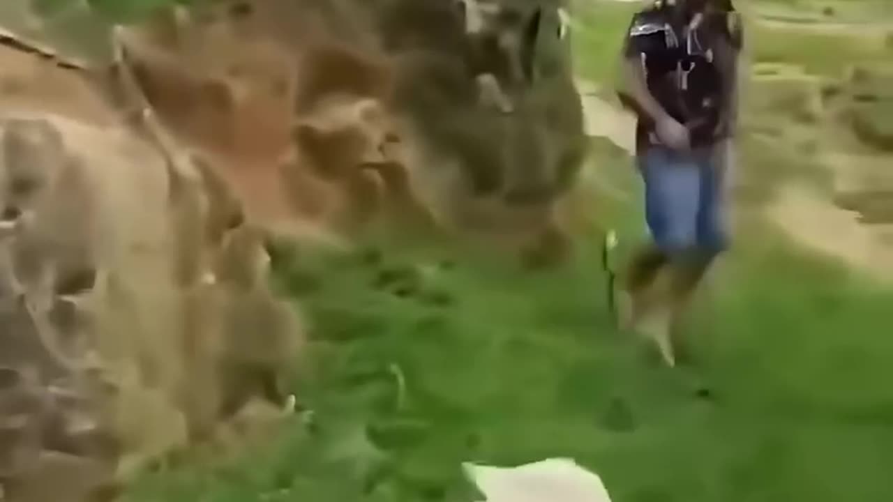 funny animal videos