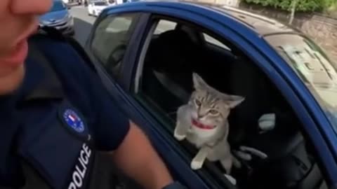 😹🐈 You Won't Believe This Hilarious Feline Interrogation! Cat Speak | FunFM
