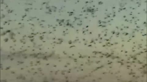 Led Zeppelin- Dazed and Confused