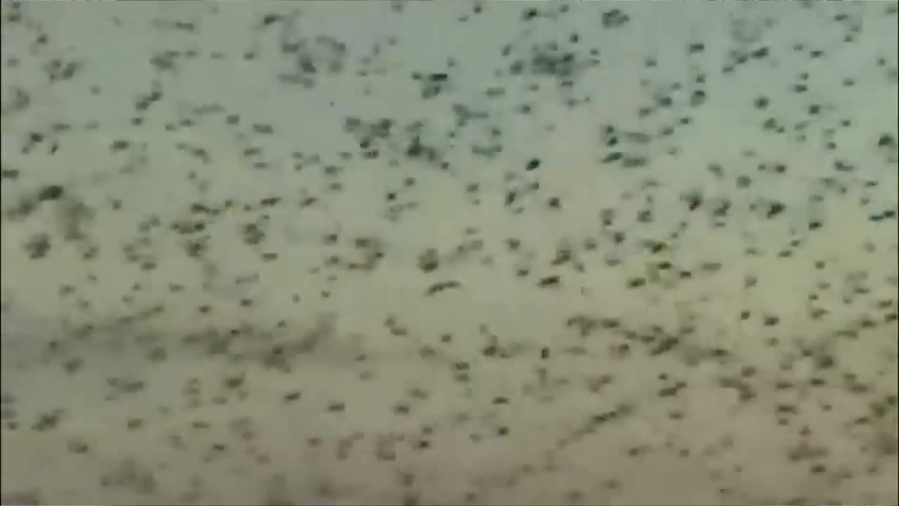 Led Zeppelin- Dazed and Confused