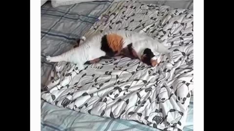 Sleepy Singing Cat