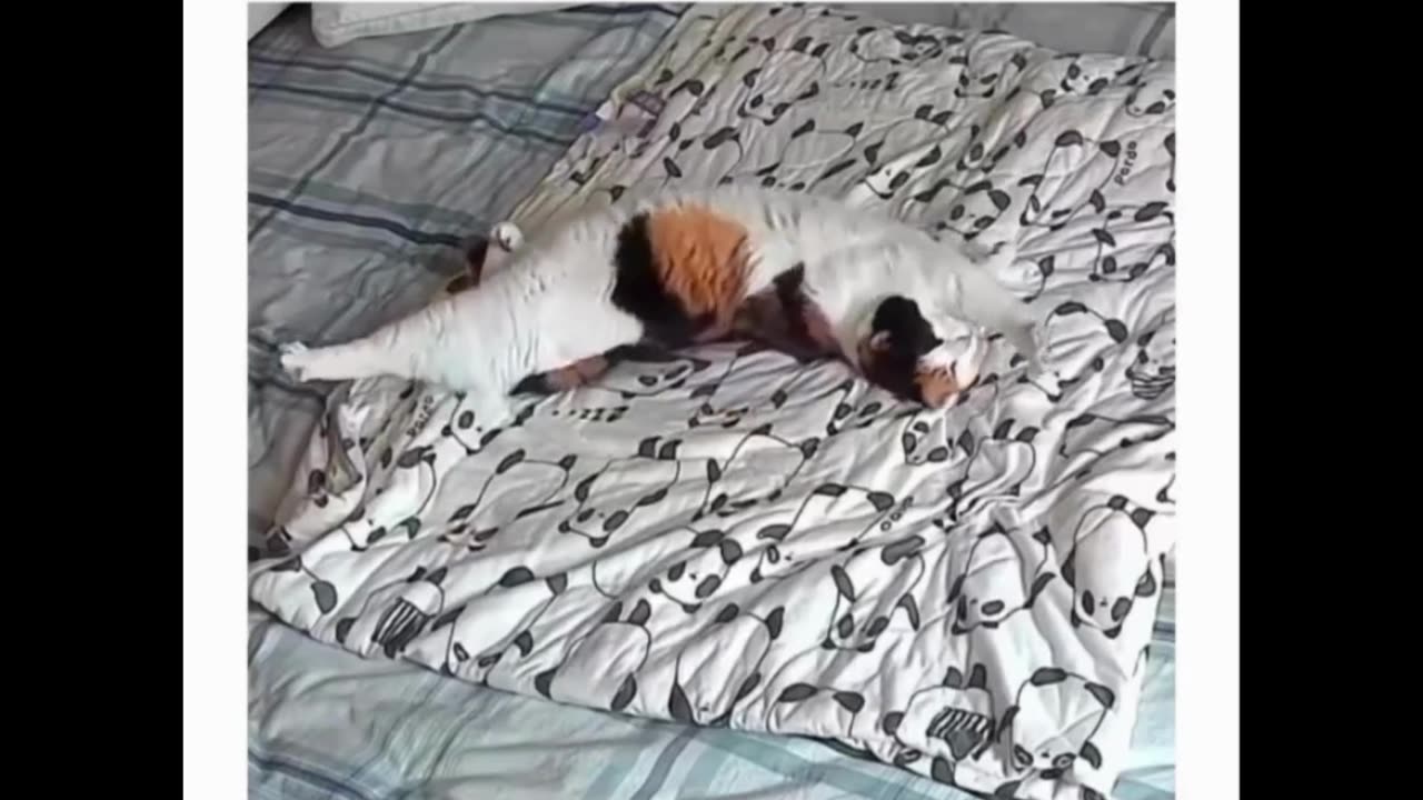 Sleepy Singing Cat