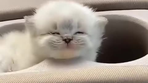 Cute baby Cat 😺