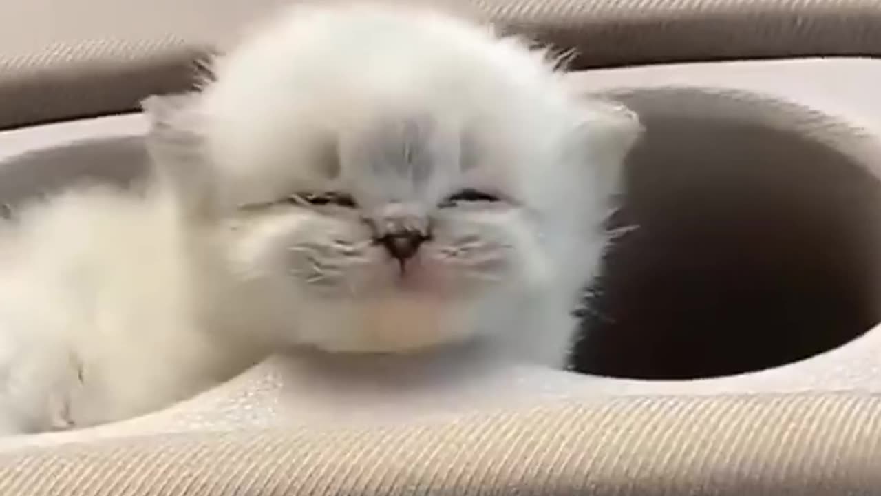 Cute baby Cat 😺