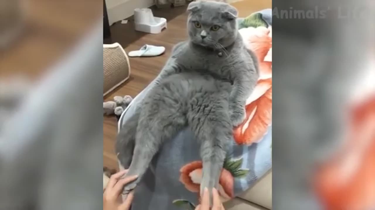 You Wonโt Stop Laughing! Animals Gone Wild in the Funniest Ways ๐๐พ #MustWatch