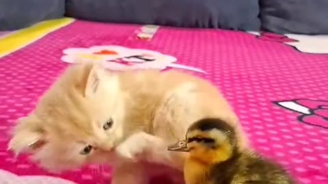 Dog's Comedy Videos 🤣 so cute videos 😍 funny videos in puppies comedy scenes 😂