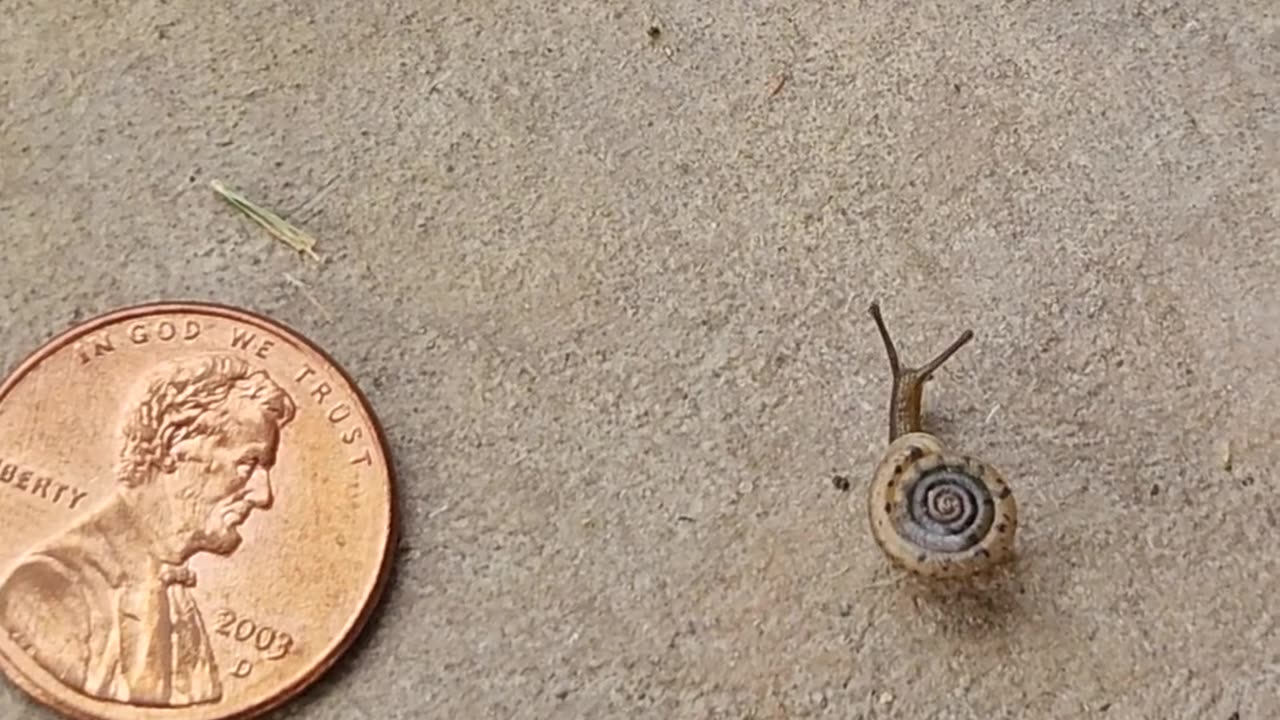 🐌🤯 What Are These Tiny Snails Doing In My Yard?! | FeedMyCuriosity