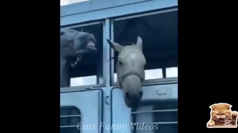 Cutest CATS FUNNY clip& HILARIOUS FUNNY dogs🐶Cats VIDEOS 2025😁Animals FUNNY Mo