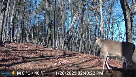 The Woods – 11/29/2025