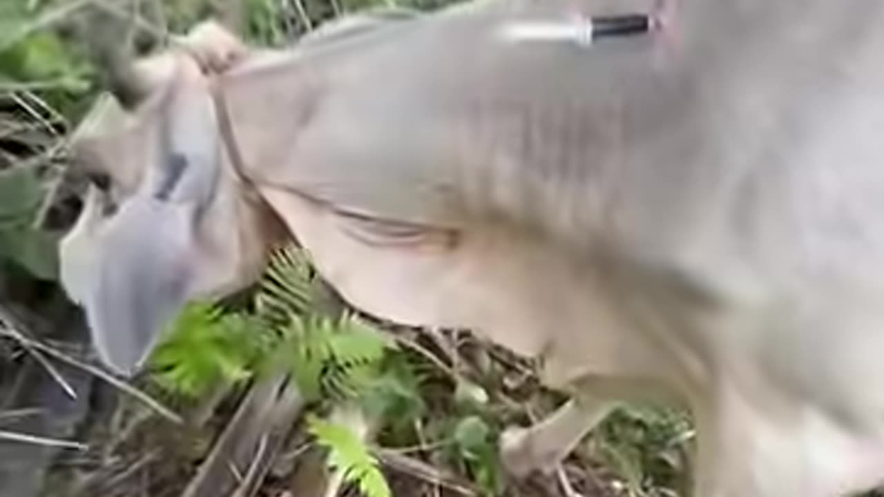 Penyembuhan luka pada sapi dengan penyuntikan Antibiotik _sapi _shorts _animals