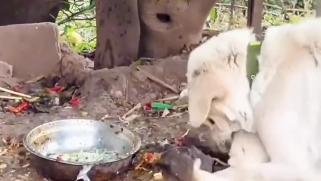 Dogs hungry for watching this video so lovely funny videos 😂😂😂😂