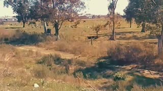 Caminata por la ruta - Tacuarembó, sábado 06/09/2025