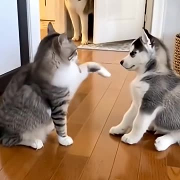 Dog & Cat Funny Video 🤭😂😂