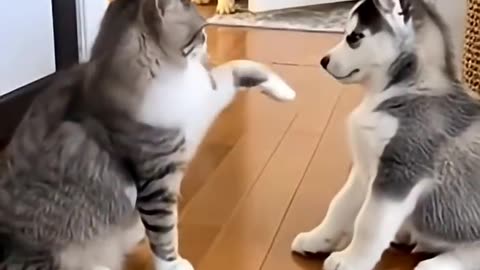 Dog & Cat Funny Video 🤭😂😂