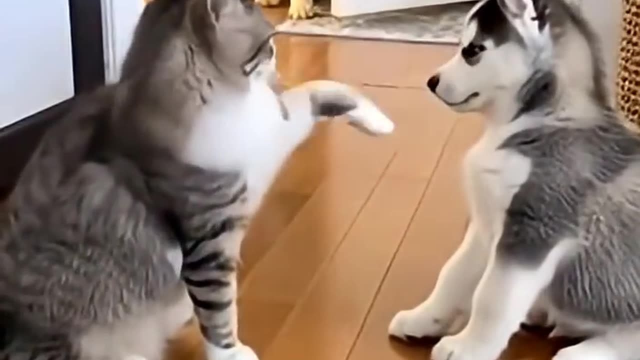 Dog & Cat Funny Video 🤭😂😂