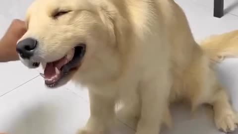 Enjoying some pampering 😍