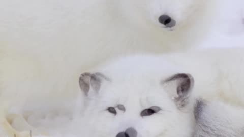 The Arctic Fox