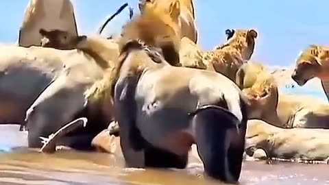Funny animals