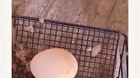 Wait For End😂😂😂