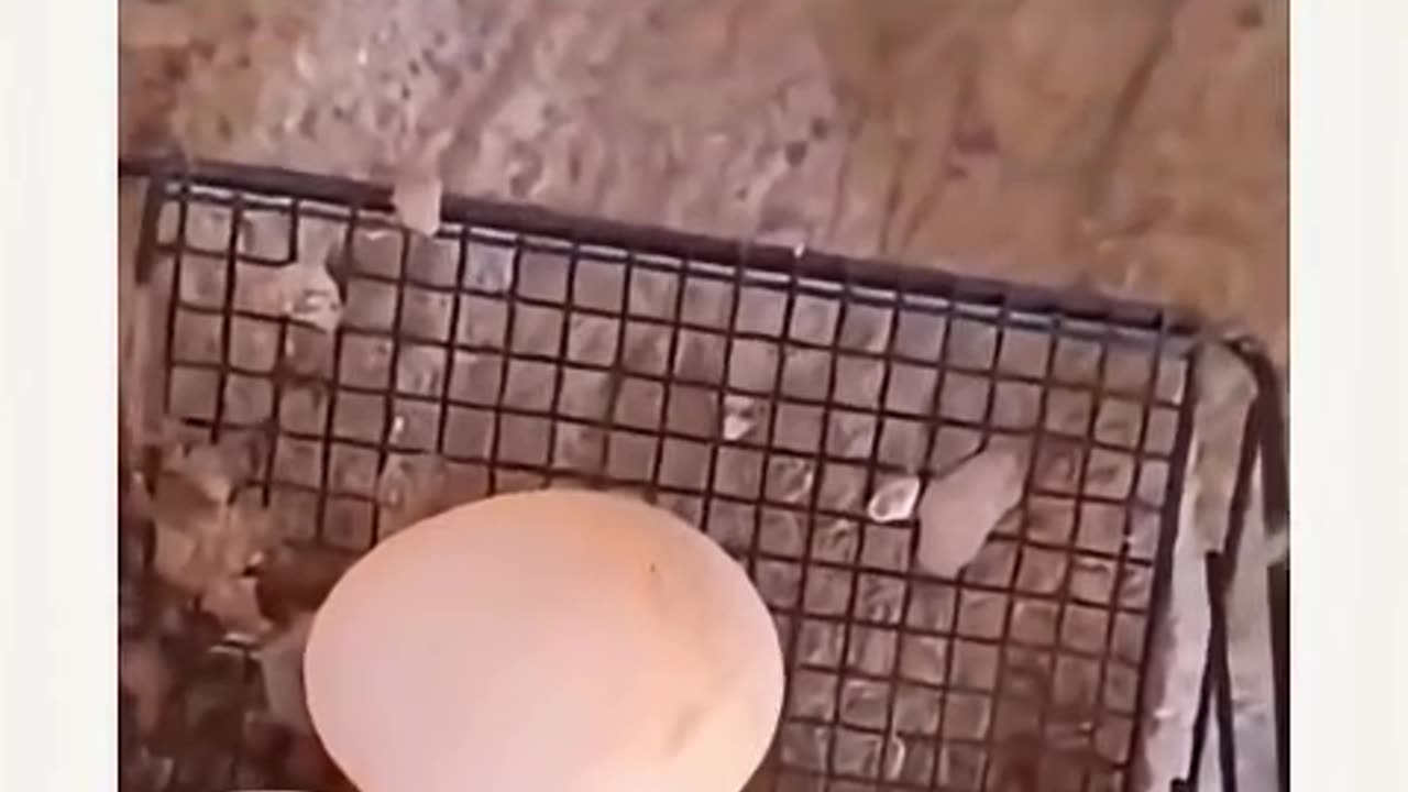 Wait For End😂😂😂