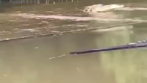 Shocking: Crocodile 🐊 attack on human 😳#trending #viral #shorts #weather #viralv