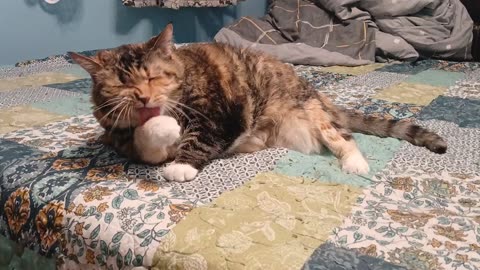 Mesmerizing Cat Cleaning Routine & Cozy Nap – You Won't Believe How Cute This Is!