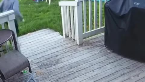 Dog save kids