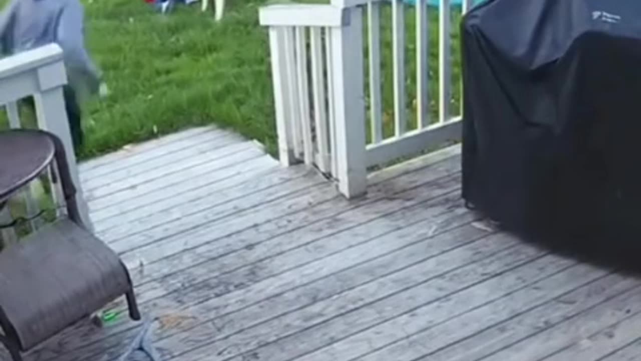 Dog save kids
