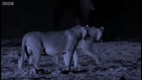 Lions takedown Elephant in the Dark 🌌 🦁🐘