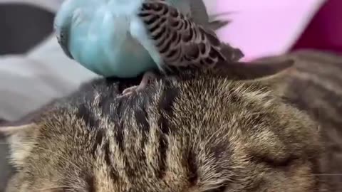 Cats and parrots can get along, but it's best not to copy them.