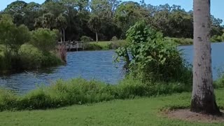 A WALK IN THE RED BUG SLOUGH IN SARASOTA!