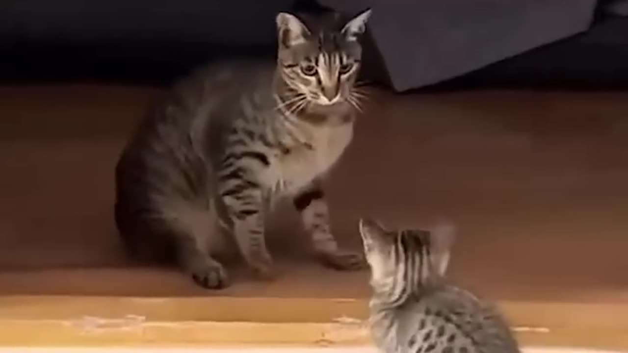 Funny cats and animals videos