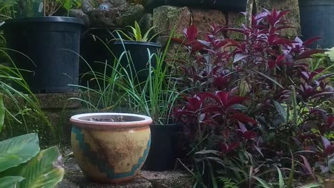 3.12.2025 Party in the Park, Kuranda