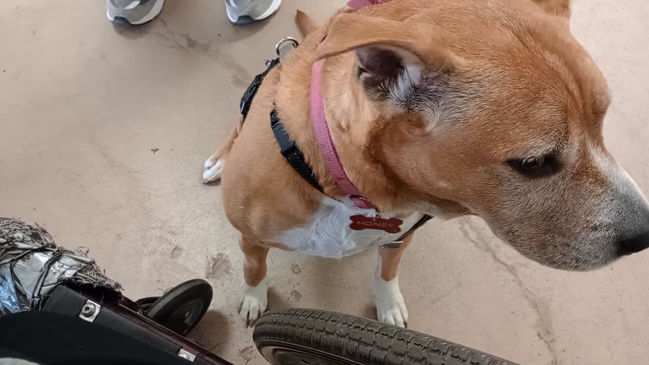 Honey@TRN, she used 2 call PACC shelter home but her & her dad come by & visit sometimes 20251207398