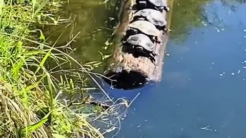 🤯✨ Watch This Turtle's Surprising Move! | FeedMyCuriosity