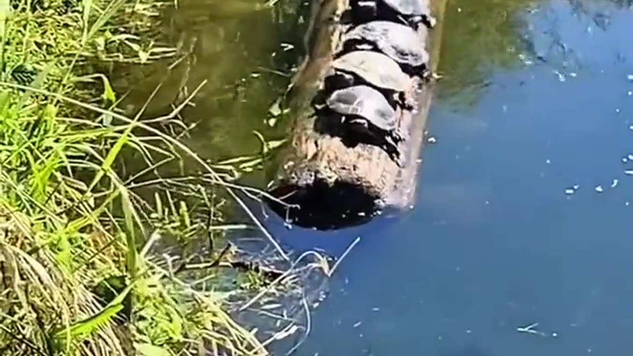 🤯✨ Watch This Turtle's Surprising Move! | FeedMyCuriosity