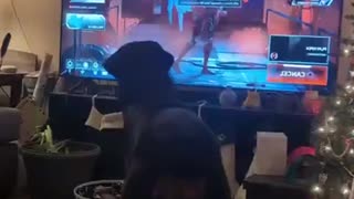😂🐶 You Won't Believe These Hilarious Dog Moments! | FunFM