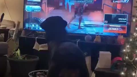 😂🐶 You Won't Believe These Hilarious Dog Moments! | FunFM