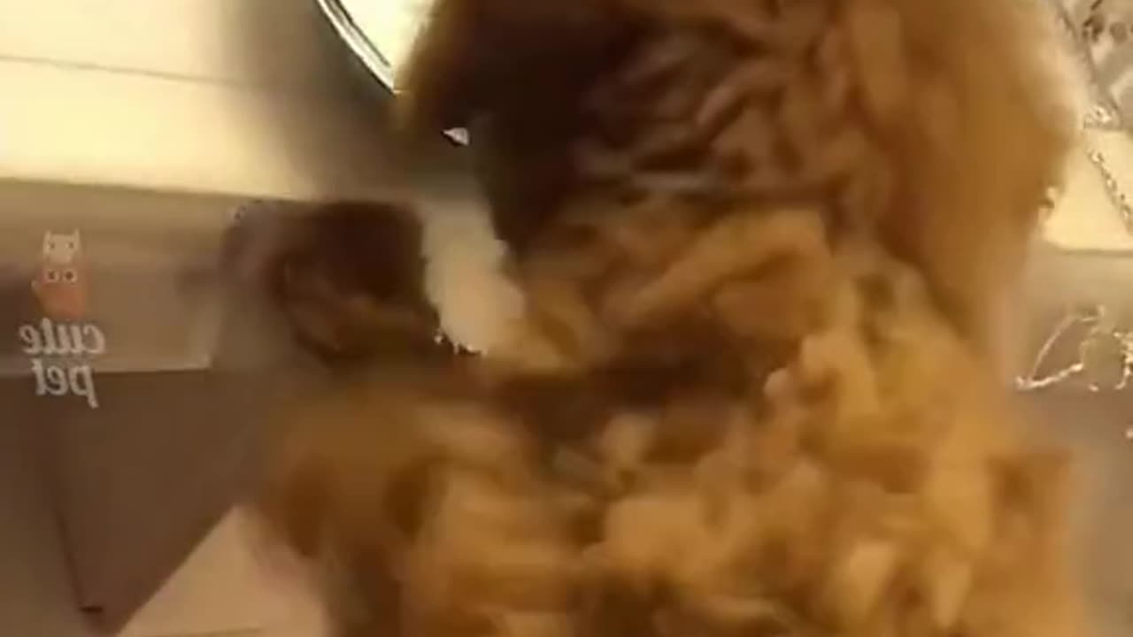 😂 😂 😂 #funny #animal #humor #cats #dogs #pets #rumble #viral #trending 076