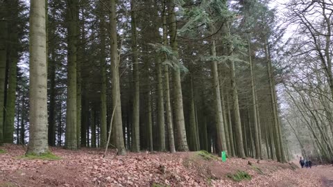 Teutoburger Wald - Walking through the woods