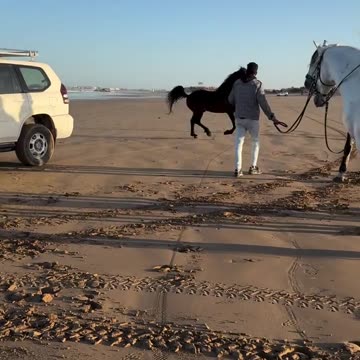 Watch how fast a horse can run.