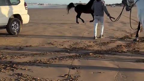 Watch how fast a horse can run.