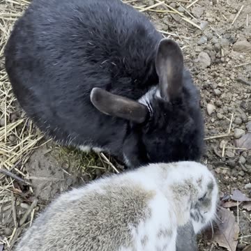 Curious Black Bunny Sniffing the Ground 🐇