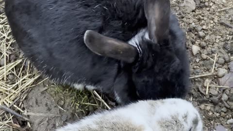 Curious Black Bunny Sniffing the Ground 🐇