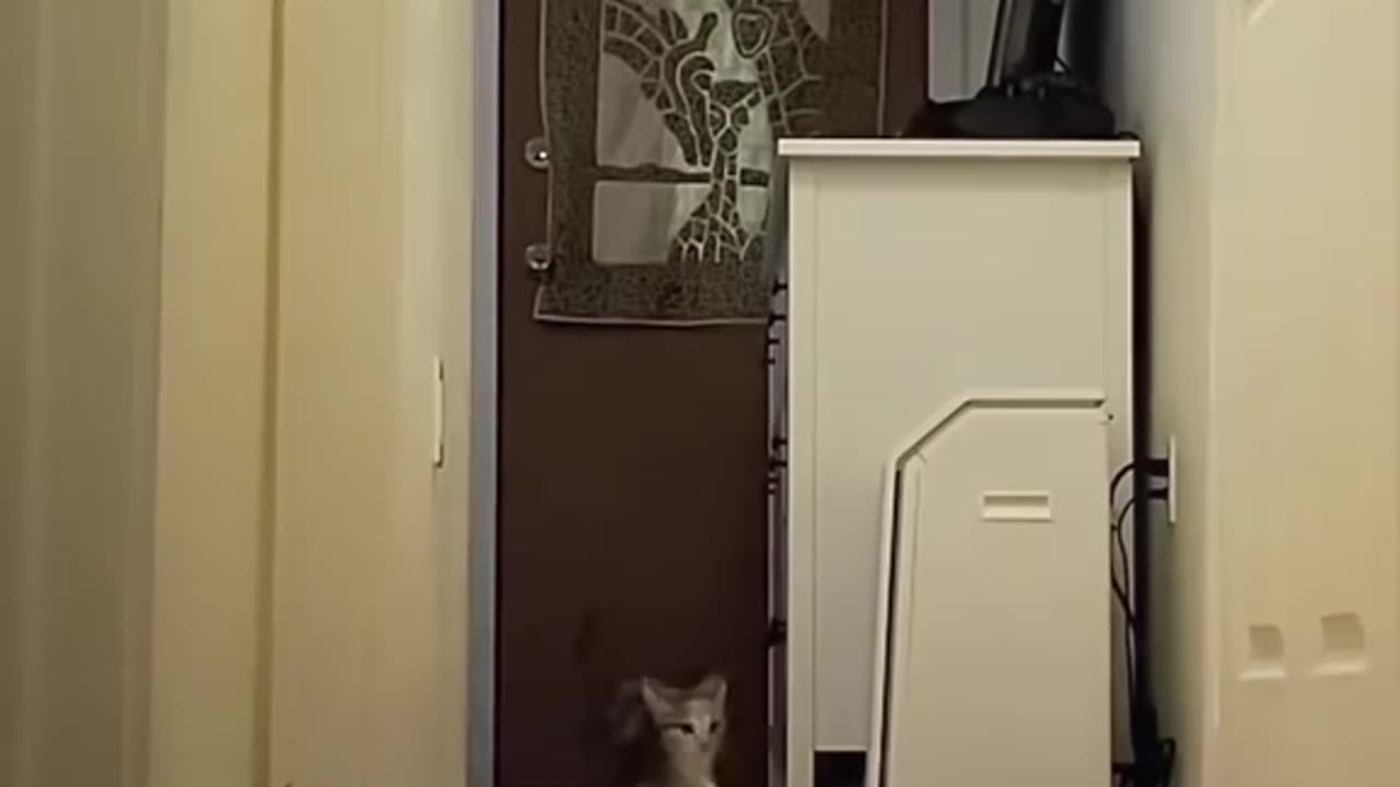funny animals